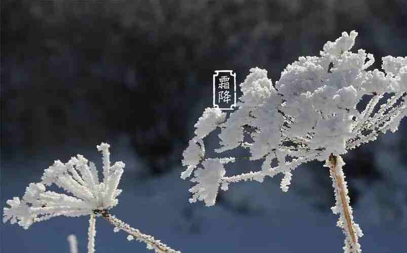 精品人妻一区二区三区麻豆91木业 | 寒霜降，染秋霜